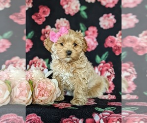 Maltipoo Puppy for sale in LINCOLN UNIVERSITY, PA, USA