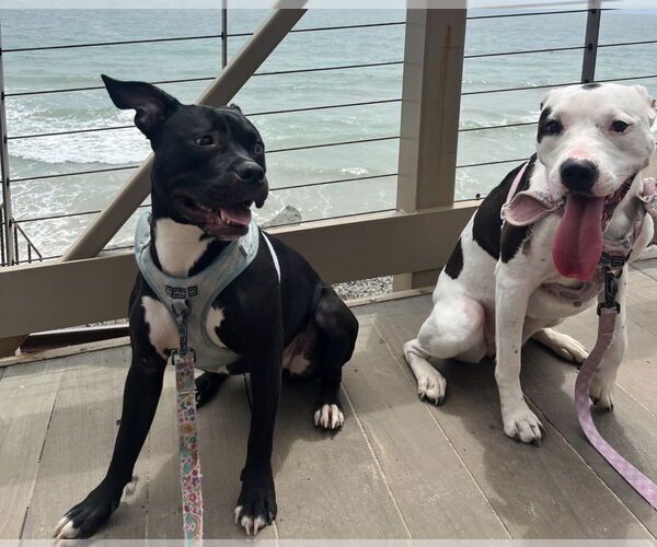 Medium Photo #2 American Staffordshire Terrier-Unknown Mix Puppy For Sale in Dana Point, CA, USA