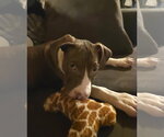 Small #4 Mutt