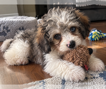 Image preview for Ad Listing. Nickname: Litter of 3