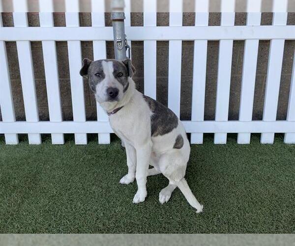 Medium Photo #1 Mutt Puppy For Sale in Modesto, CA, USA