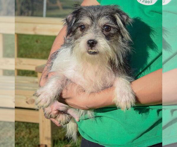 Medium Photo #4 Shih Tzu-Unknown Mix Puppy For Sale in Huntley, IL, USA