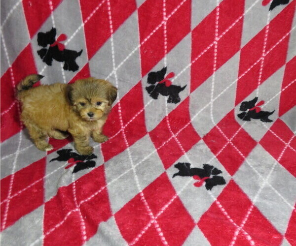 Medium Photo #2 Shorkie Tzu Puppy For Sale in COOKEVILLE, TN, USA