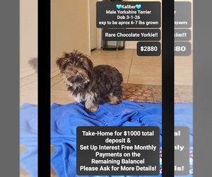 Yorkshire Terrier Puppy for sale in TUCSON, AZ, USA