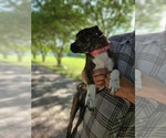 Small #1 Boston Terrier Mix