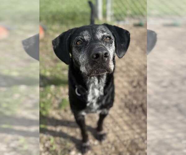 Medium Photo #2 Labrador Retriever-Unknown Mix Puppy For Sale in Williamsburg, IA, USA