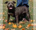 Small #6 American Pit Bull Terrier