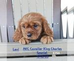 Puppy Levi Cavalier King Charles Spaniel