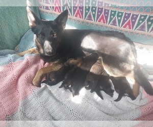 Mother of the German Shepherd Dog puppies born on 04/24/2025