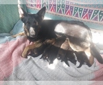 Small Photo #1 German Shepherd Dog Puppy For Sale in MOUNTAIN LAKE, MN, USA