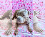 Small #2 American Pit Bull Terrier Mix