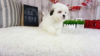 Small Photo #7 Mal-Shi Puppy For Sale in LAS VEGAS, NV, USA