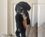 Small #2 Borador