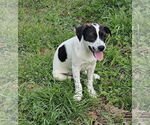 Small #2 Border Collie