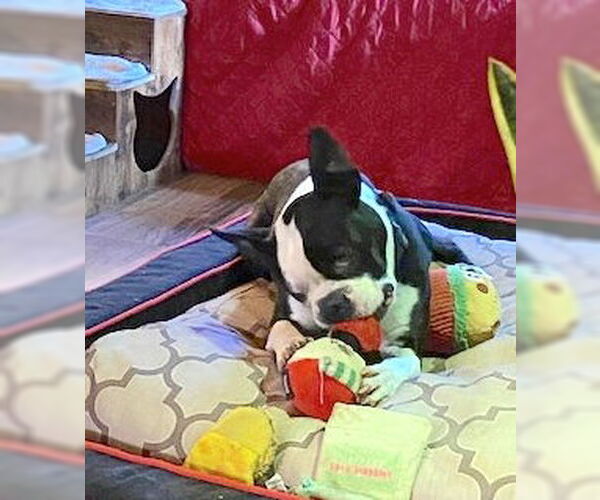 Medium Photo #4 Boston Terrier Puppy For Sale in Cary, NC, USA