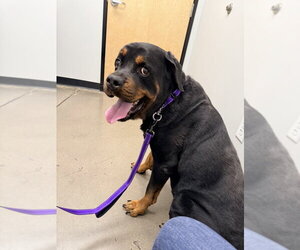 Gino - Male Rottweiler Dog for Adoption - Photo #3
