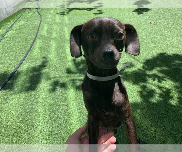 Medium Photo #2 Chug Puppy For Sale in Santa Clara, CA, USA