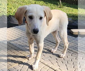 Labrador Retriever-Unknown Mix Dogs for adoption in Batavia, OH, USA