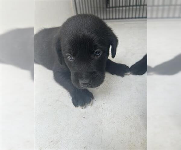 Medium Photo #1 Labrador Retriever-Unknown Mix Puppy For Sale in Houston, TX, USA