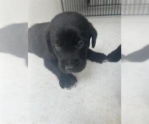 Labrador Retriever-Unknown Mix Dogs for adoption in Houston, TX, USA
