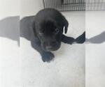 Small Labrador Retriever Mix