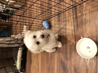 Maltipoo Puppy for sale in TACOMA, WA, USA