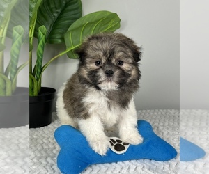 Maltese Puppy for sale in FRANKLIN, IN, USA
