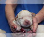 Small Photo #4 Labrador Retriever Puppy For Sale in LORETTO, KY, USA