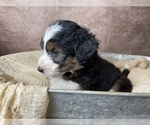 Small Photo #11 Aussiedoodle Puppy For Sale in CONCORD, NC, USA