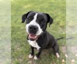 Small #2 Boxador