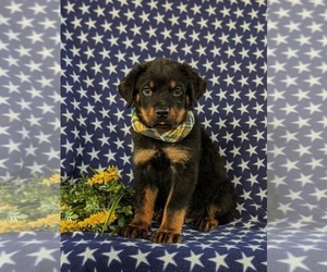 Rottweiler Puppy for sale in CHRISTIANA, PA, USA
