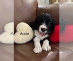 Puppy Audie Springerdoodle