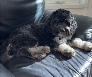 Father of the Havanese puppies born on 04/17/2025