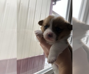Pembroke Welsh Corgi Puppy for sale in ARTHUR, IL, USA