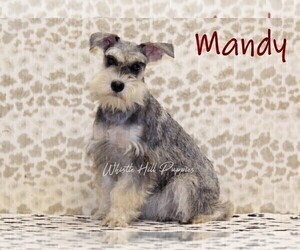 Mother of the Schnauzer (Miniature) puppies born on 03/05/2024