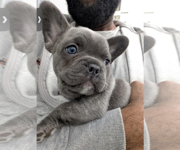 Medium Photo #4 French Bulldog Puppy For Sale in ARVERNE, NY, USA