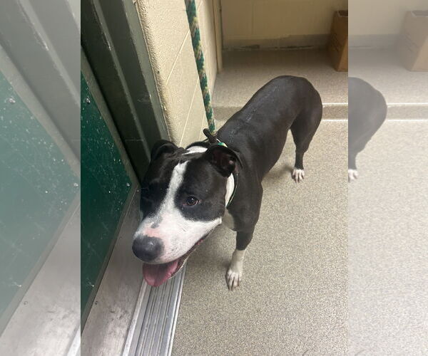 Medium Photo #5 American Pit Bull Terrier Puppy For Sale in Virginia Beach, VA, USA