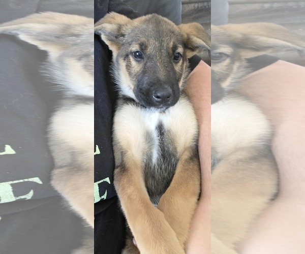 Medium Photo #4 German Shepherd Dog Puppy For Sale in MIDWAY, UT, USA