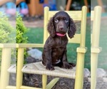 Puppy 4 Boykin Spaniel