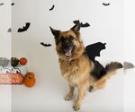 Small #11 German Shepherd Dog