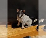 Small #10 Australian Cattle Dog