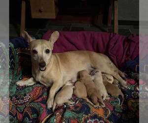 CeCe (AL) - Female Chihuahua-Unknown Mix Dog for Adoption - Photo #3