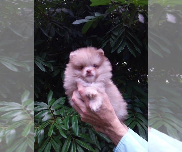 Medium Photo #4 Pomeranian Puppy For Sale in WEST PALM BEACH, FL, USA
