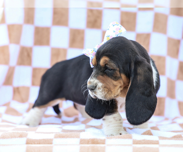 Medium Photo #4 Basset Hound Puppy For Sale in LIBERTY, KY, USA