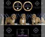 Small Photo #44 Poodle (Miniature) Puppy For Sale in WARSAW, IN, USA