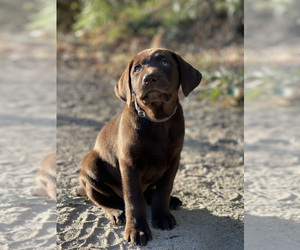 Labrador Retriever Puppy for sale in WEST DES MOINES, IA, USA