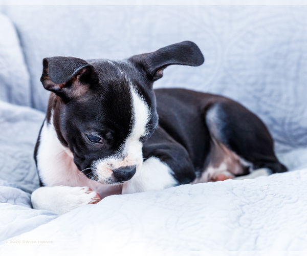 Medium Photo #17 Boston Terrier Puppy For Sale in WAKARUSA, IN, USA