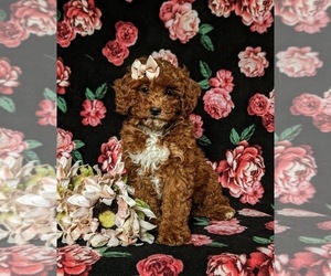 Cane Corso Puppy for sale in COCHRANVILLE, PA, USA