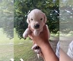 Small #1 Golden Retriever