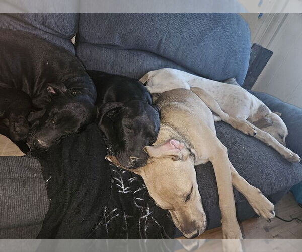 Medium Photo #4 Boxador Puppy For Sale in Aurora, IN, USA